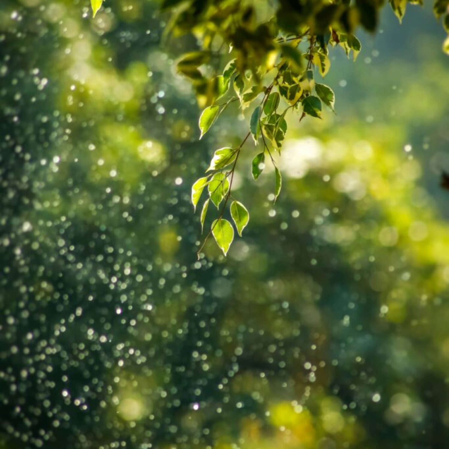 goutham-krishna-h5wvMCdOV3w-unsplash (1)