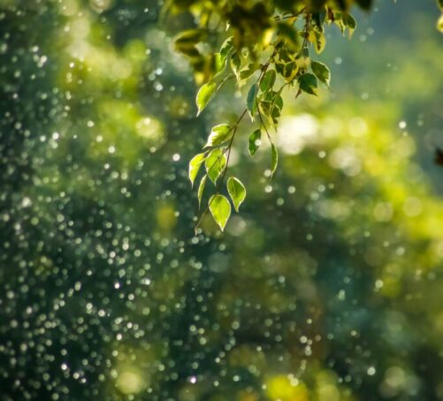 goutham-krishna-h5wvMCdOV3w-unsplash (1)