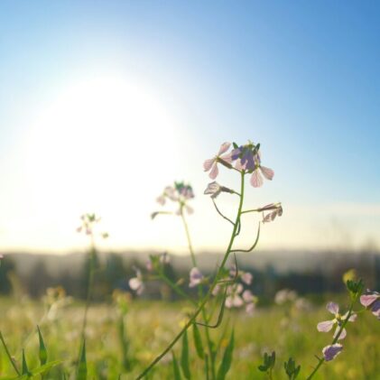 spencer-demera-wwHvExzwHSI-unsplash (1)
